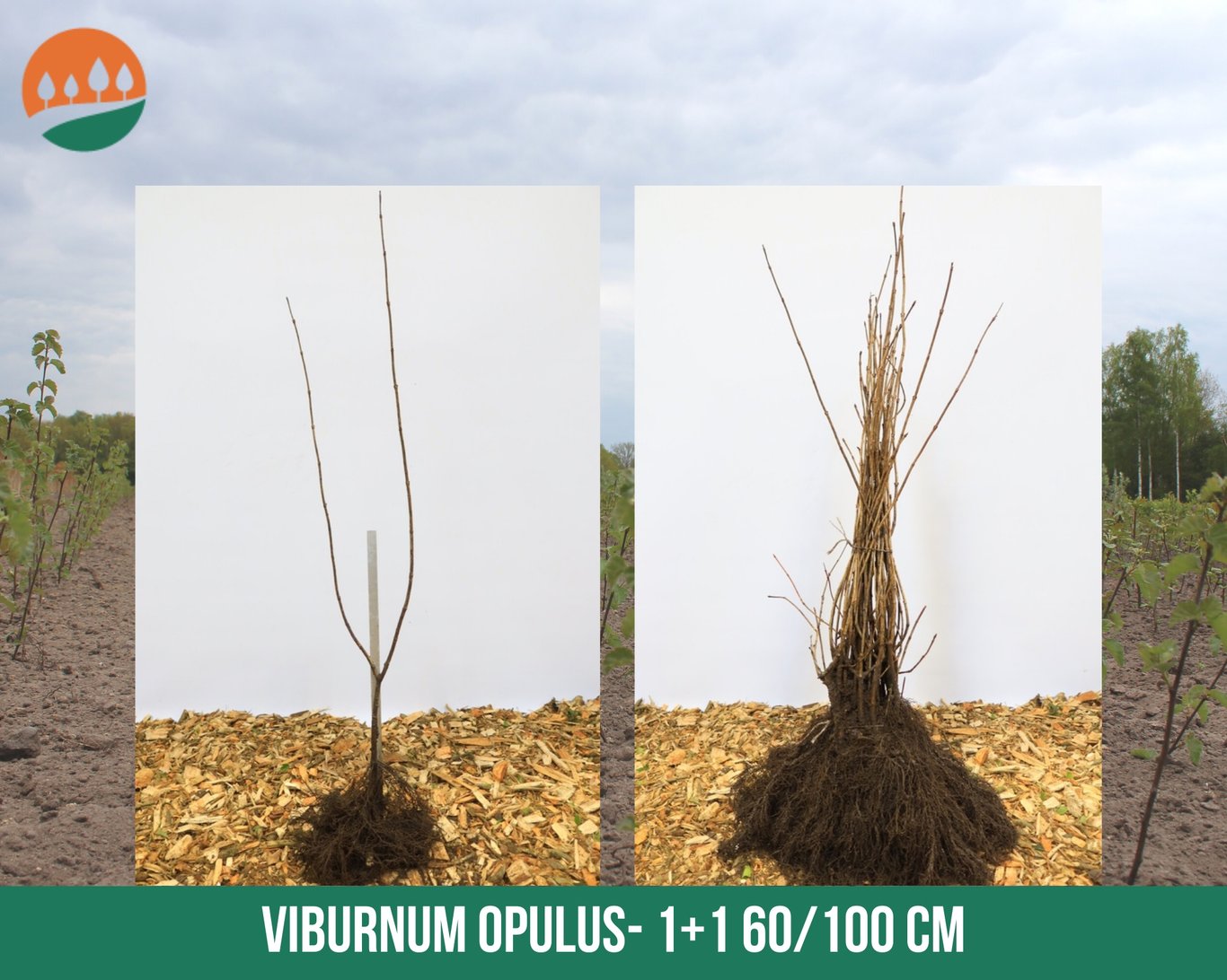 Viburnum opulus - 60-100 CM bare root 1/1